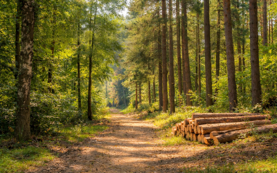 Pourquoi et quand faire un entretien d’une parcelle boisée ?